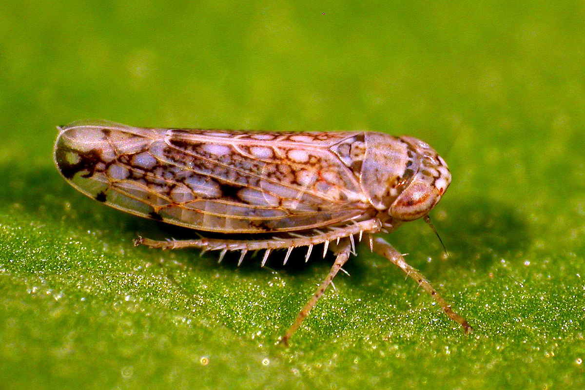 Insect Biogeneering as a Biological Weapon: DARPA | Law-In-Action
