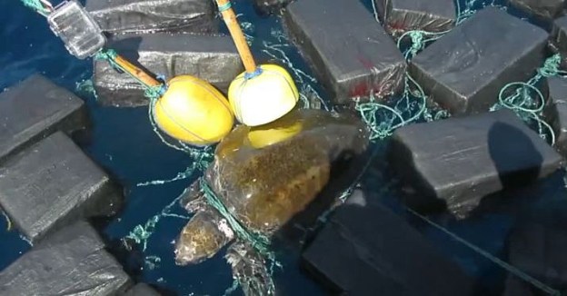 Sea Turtle Trapped in Floating Cocaine Bales