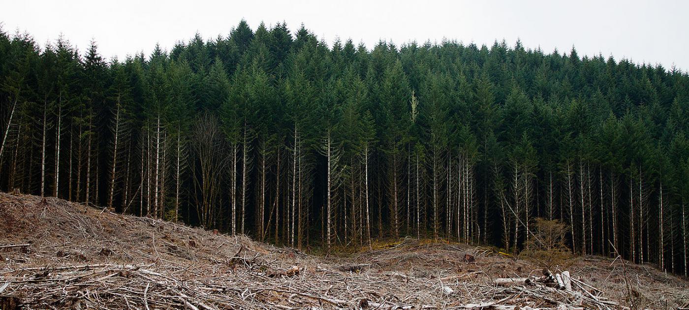 Reducing Emissions from Deforestation and Forest Degradation (REDD ...